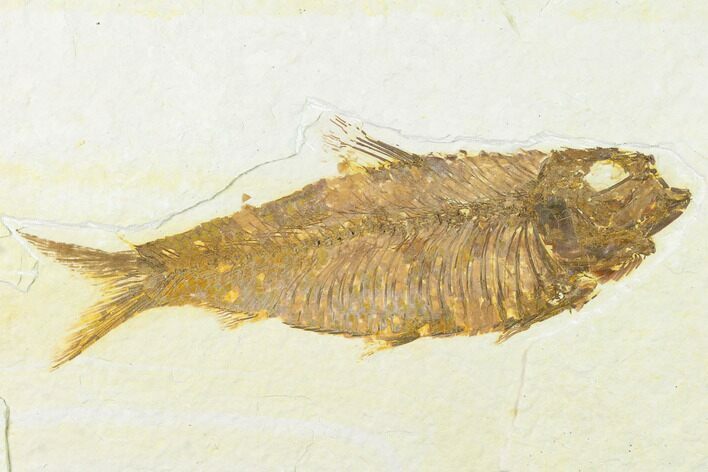 Detailed, Fossil Fish (Knightia) - Wyoming #143430